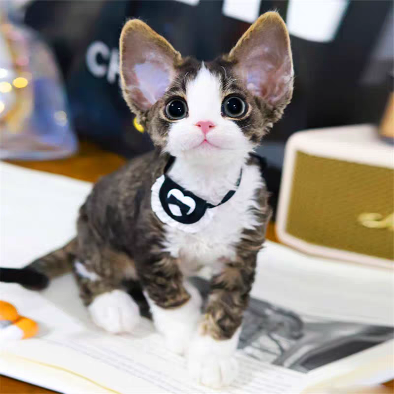 猫舍直销批发价格出售德文卷毛猫